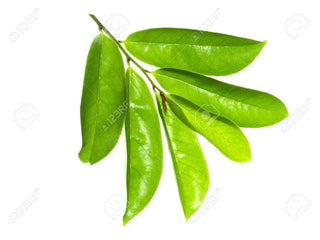 hojas de guanabana